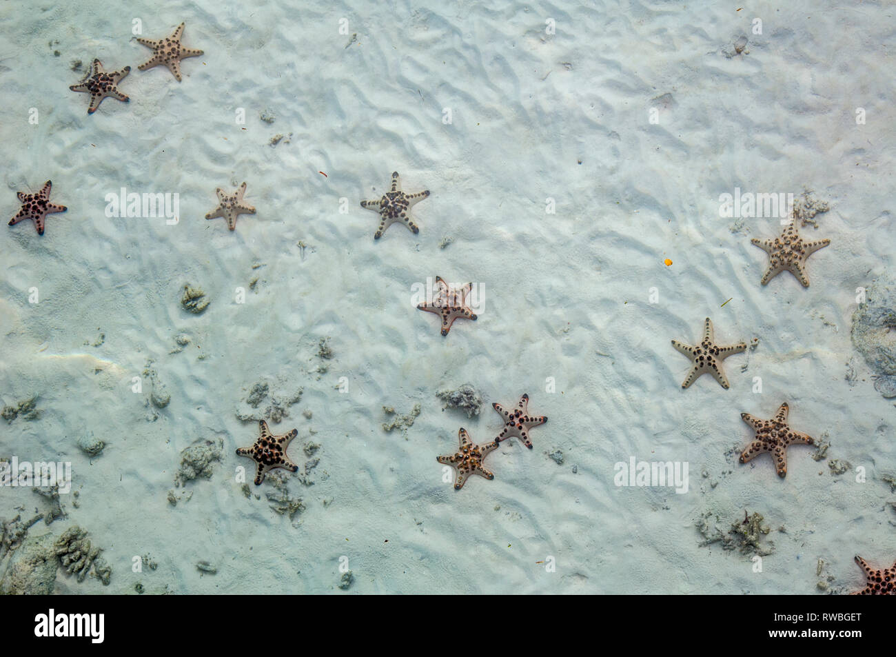 Protoreaster nodosus Gehörnten seastars [] auf sandigen Meeresboden. Malaysia. Stockfoto