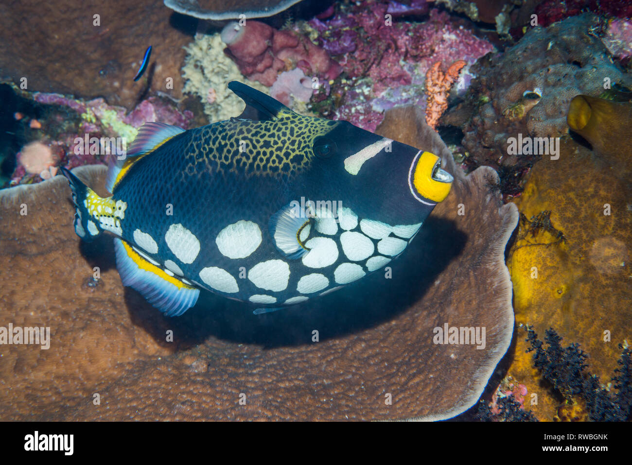 Clown Drückerfisch [Balistoides conspillum]. Nord Sulawesi, Indonesien. Stockfoto