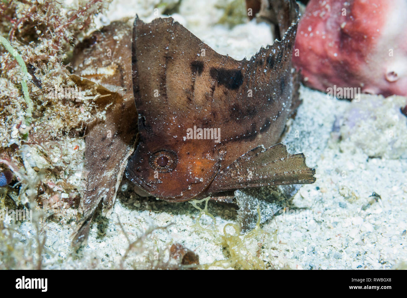 Cockatoo waspfish [ Ablabys taenianotus]. Philippinen. Stockfoto
