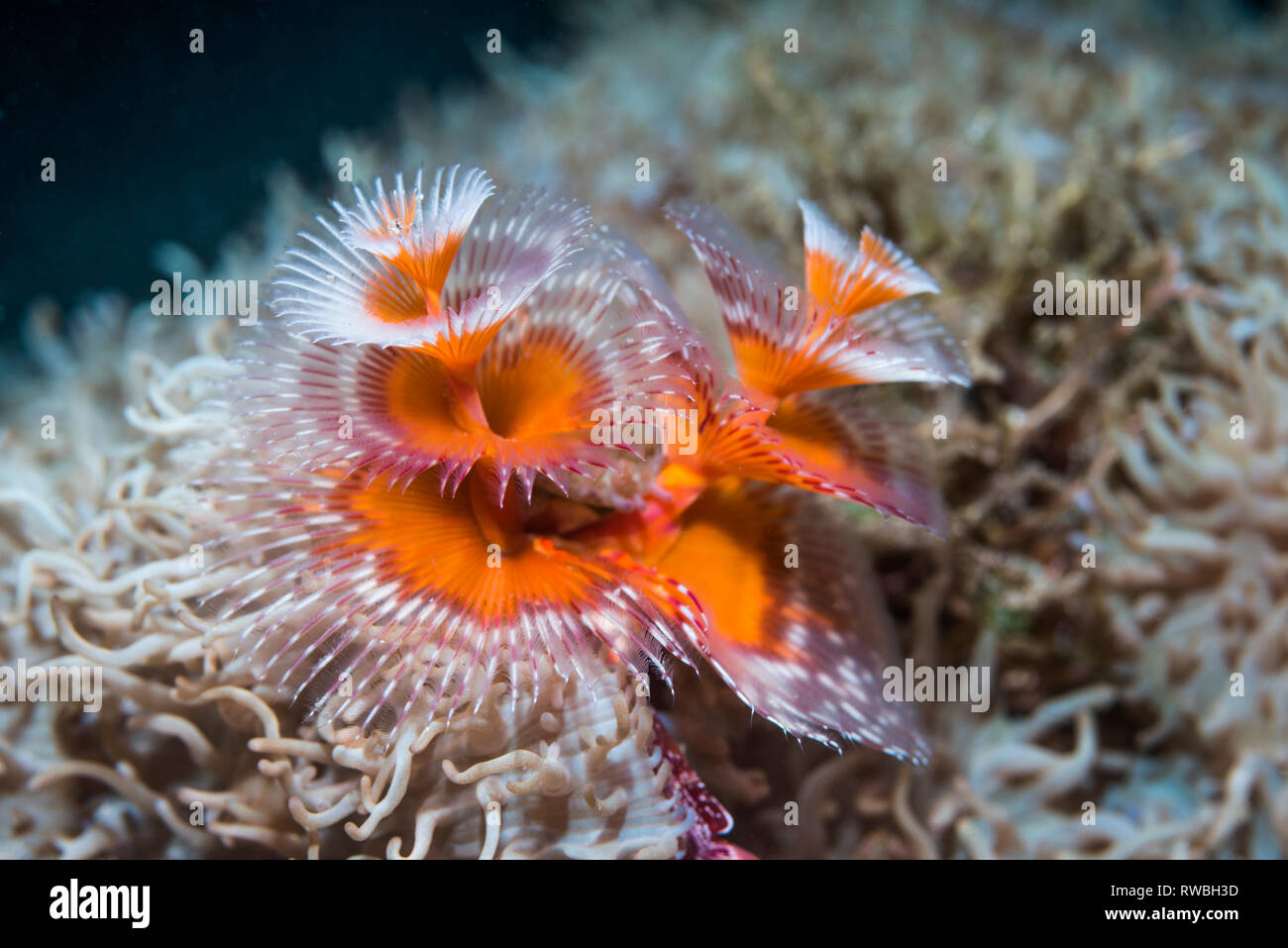 Christmas tree Worm, Staubwedel Wurm [Spirobranchus giganteus]. Nord Sulawesi, Indonesien. Stockfoto