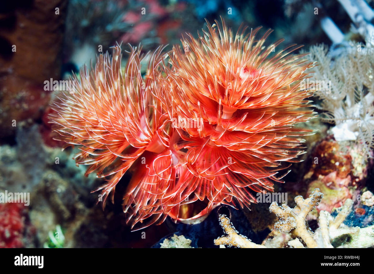 Herrliche tube Worm (Protula magnifica). Serpulid. Konstrukte kalkhaltigen Rohr bis zu einen Fuß in der Länge und einem Zentimeter Durchmesser. Eine der Stockfoto