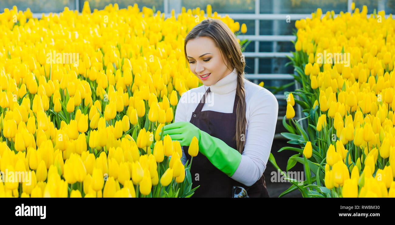 Gärtner arbeitet im Gewächshaus mit Tulpen Stockfoto