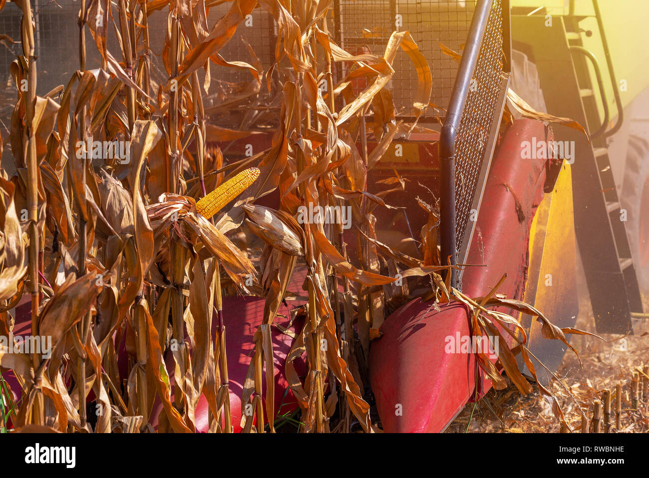 Reifen Mais Ernte im Spätsommer Stockfoto