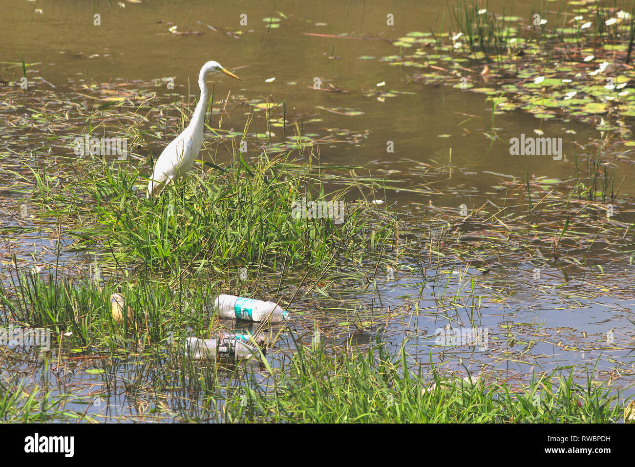 Kunststoff das Wasser und die Tier- und Pflanzenwelt Stockfoto