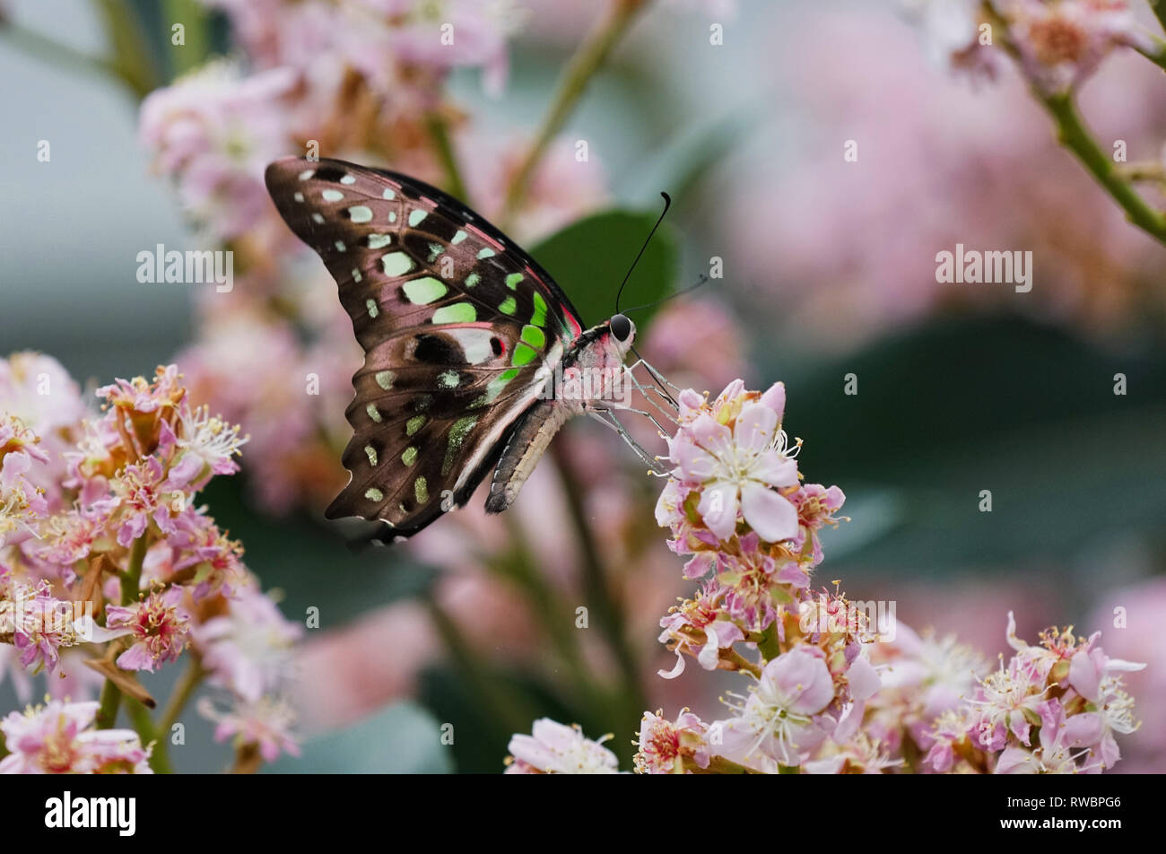 Montreal, Kanada, 27. Februar 2019. Tailed jay Schmetterling am Montreal Botanical Garden. Credit: Mario Beauregard/Alamy leben Nachrichten Stockfoto