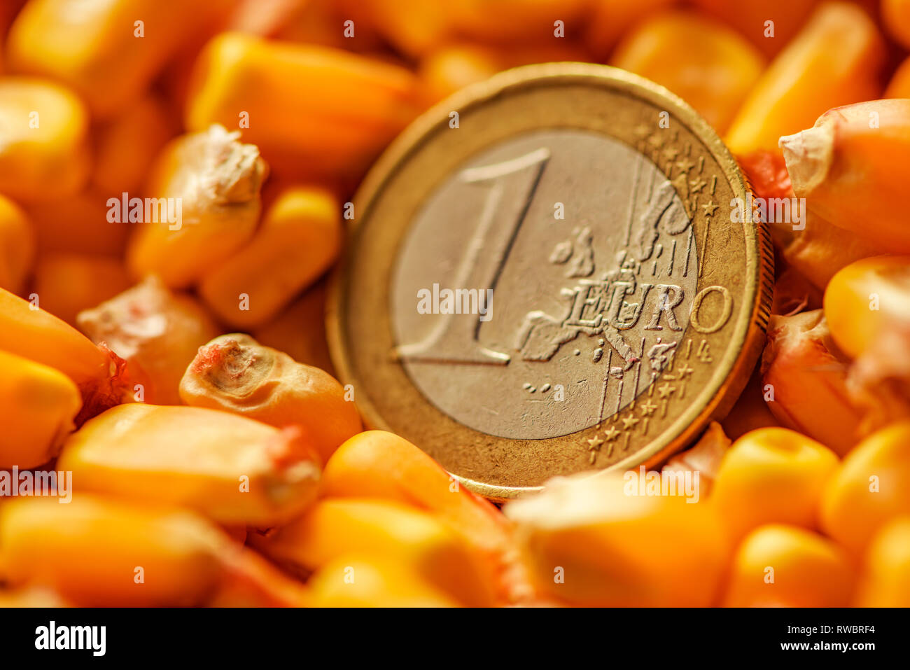 Ein Euro Münze in geernteten Mais kernel Heap, konzeptionelle Bild für Mais Warenhandel, aus der Nähe. Stockfoto