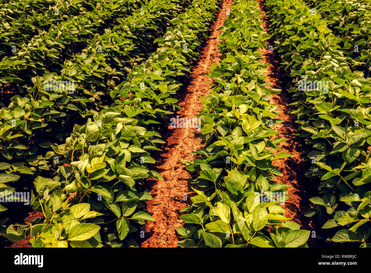 Bio Soya Bean Landwirtschaft in das Feld Stockfoto