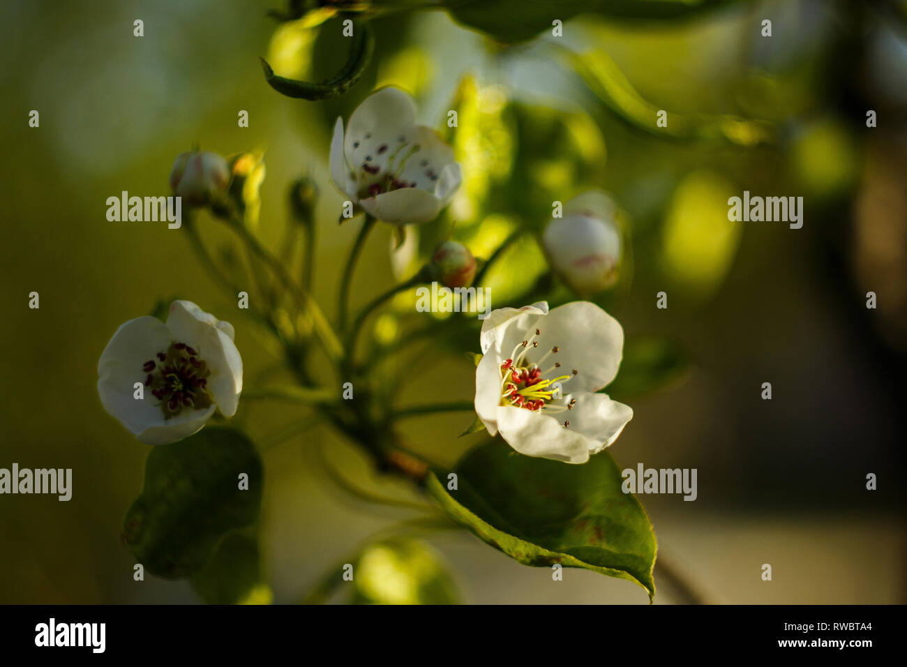 Eine Birne Blumen blühen auf gelb-grüne Blätter Hintergrund. Ein Blumen an der sonnigen Tag Stockfoto