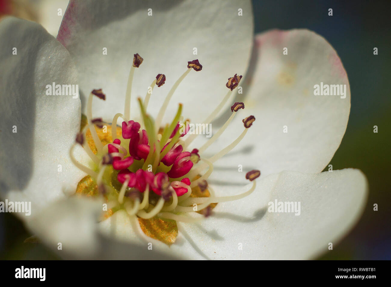Eine Birne weiß Blume Blüte Makro Nahaufnahme. Pyrus Communis Blume. Stiel. Weiße Blüten. Die Ukraine Stockfoto