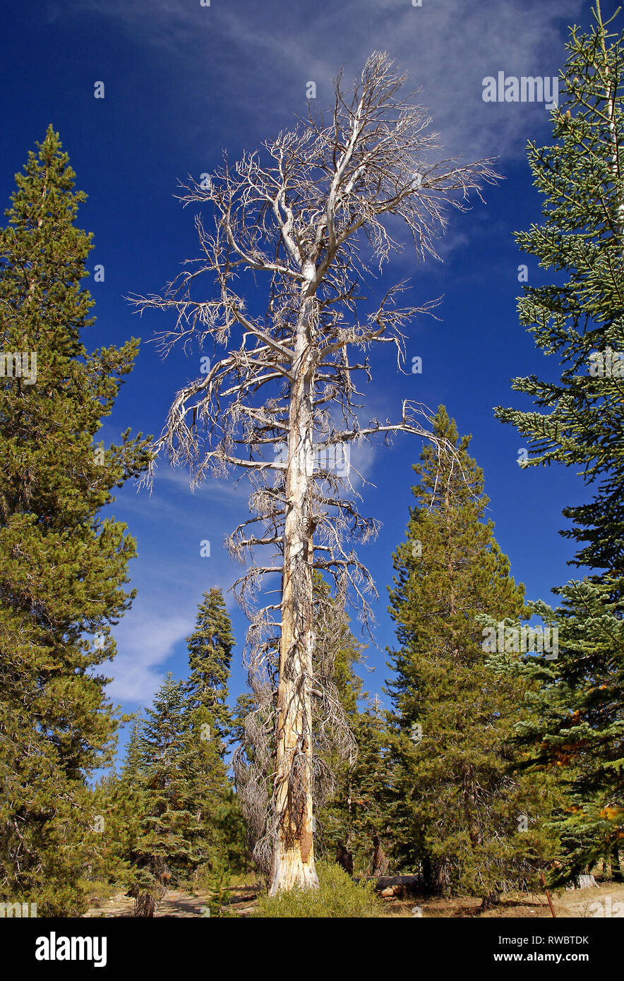 Yosemite National Park: Ein toter Redwood in der Nähe von Taft Point Stockfoto