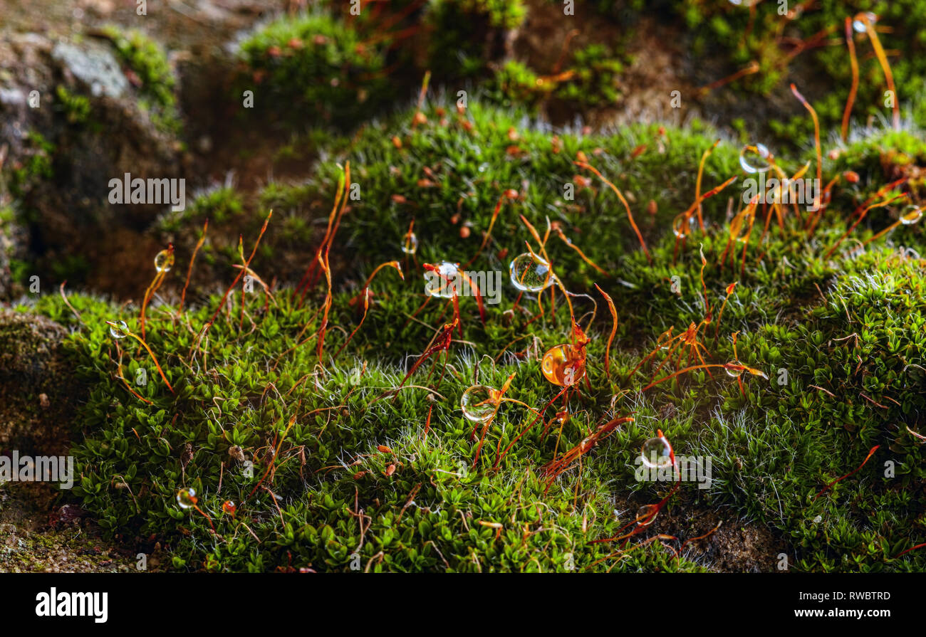 Ein Regentropfen auf Moose Vegetation. Eine Moss mit Wassertropfen. Wassertropfen auf dem Moos. Wassertropfen Makro Stockfoto