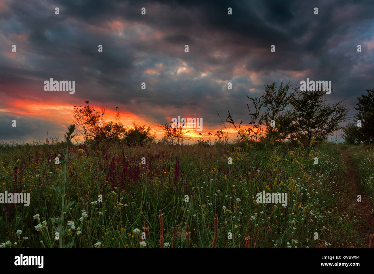 Sommer Sonnenuntergang in der ukrainischen Steppe. Die ukrainische Landschaft. Sonnenuntergang in der Steppe. Gewitterwolken im Sommer. Sommer Blumen auf Sonnenuntergang Hintergrund. Stockfoto
