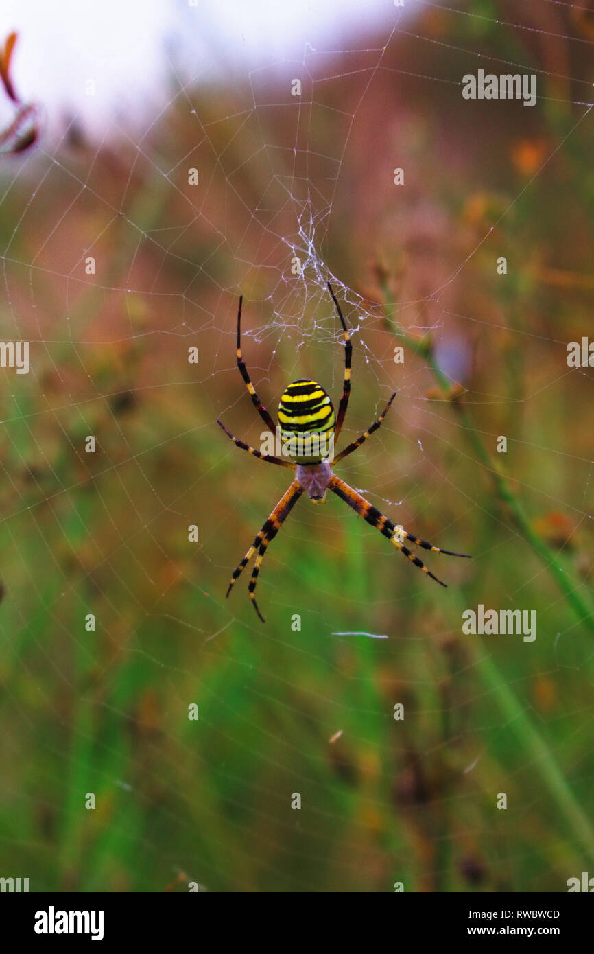 Ein orb Web spider auf Natur Hintergrund. Argiope Bruennichi Spider. Spinne im Netz. Wasp spider Nahaufnahmen Stockfoto