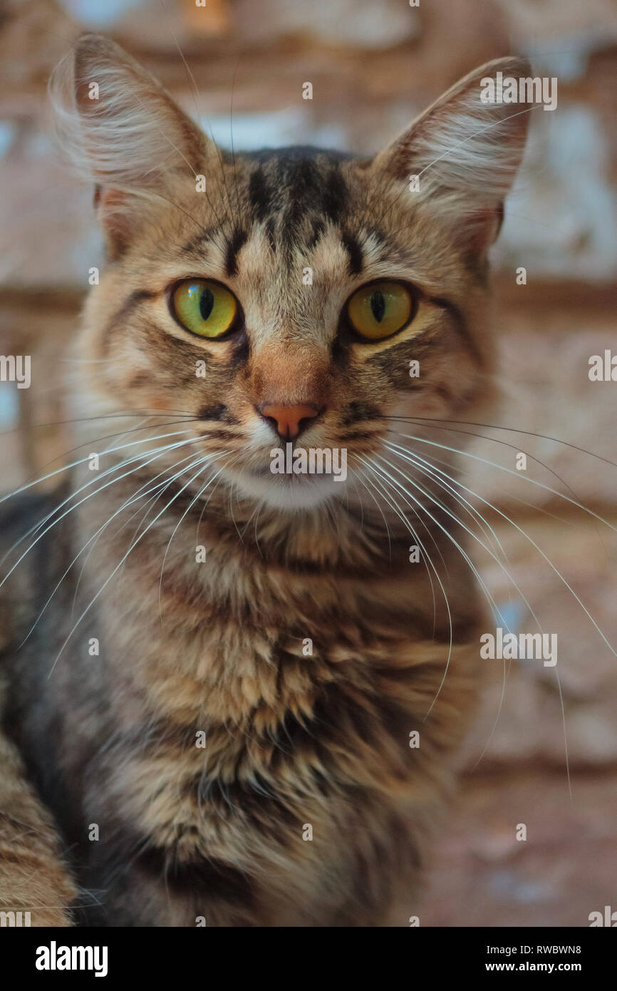 Einsame Katze sitzt auf Gesims und Blick in die Kamera. Schönen rauchigen Katze mit grünen Augen und weißen Schnurrbart auf Stein Hintergrund Stockfoto