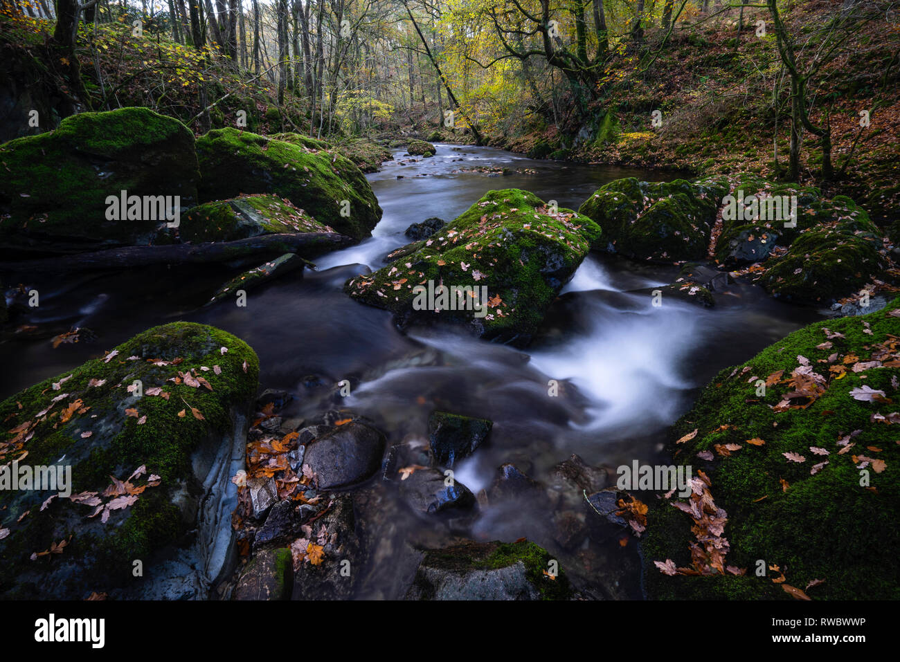 Steine, Blätter im Herbst und fließendes Wasser, Fluss Brathay, Colwith, Little Langdale, Lake District, Cumbria, Großbritannien Stockfoto