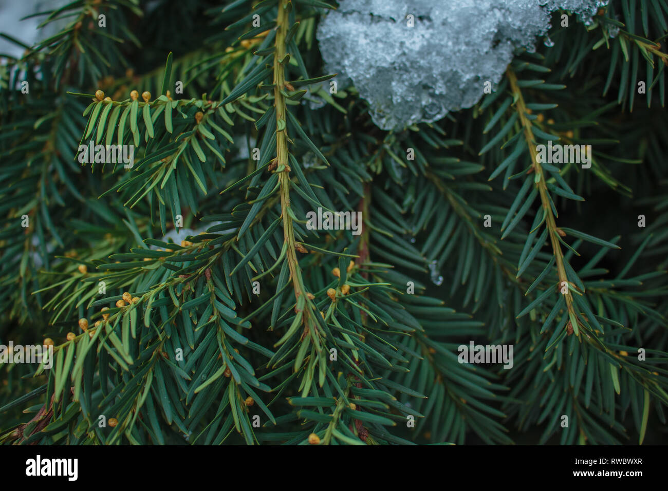 Junge Zweige durch Schnee am Tag fallen Fichte Stockfoto