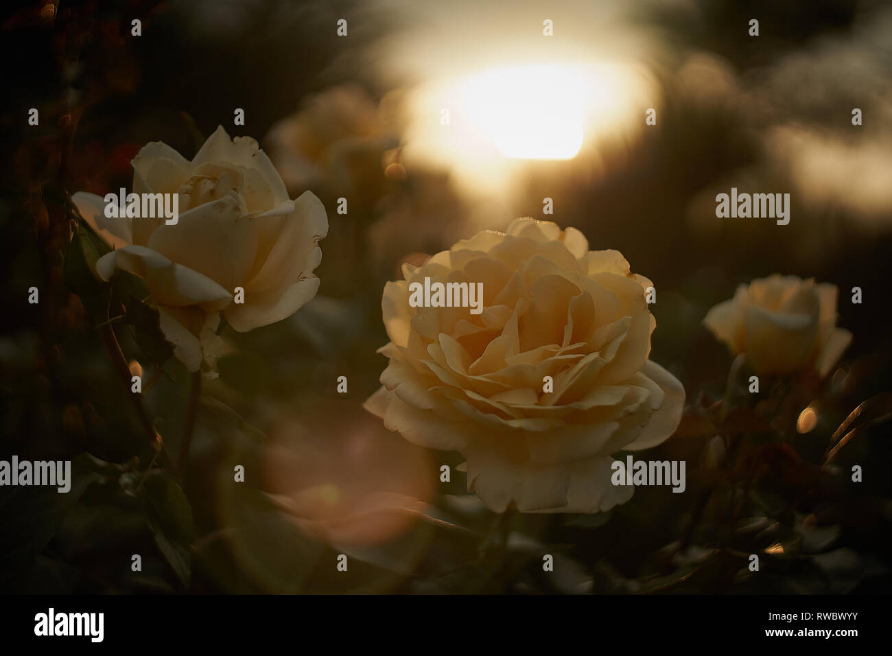 Weisse rose in einem Garten Stockfoto