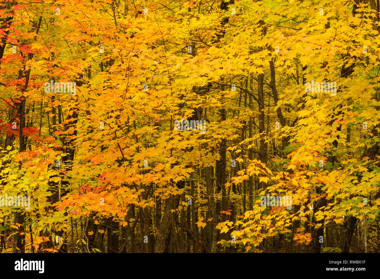 Herbst Laub. Brazeau, WI. Oktober 2018 Stockfoto