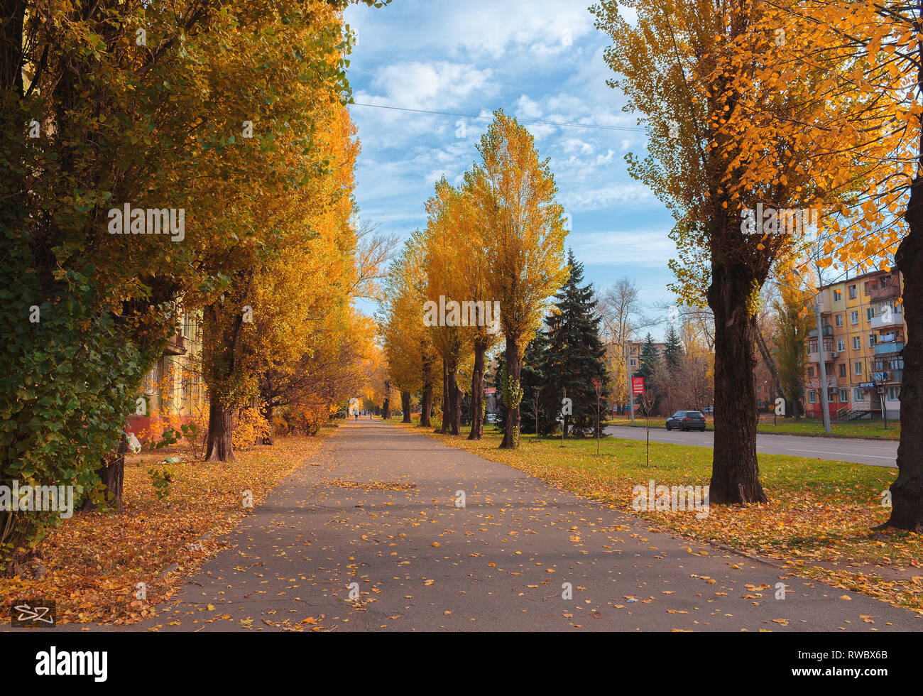Herbst Landschaft. Ein Pappeln Gasse auf dem Hintergrund des blauen Himmels. Ein Herbst Stadt Landschaft mit Häusern und Autos auf der Straße. Stockfoto