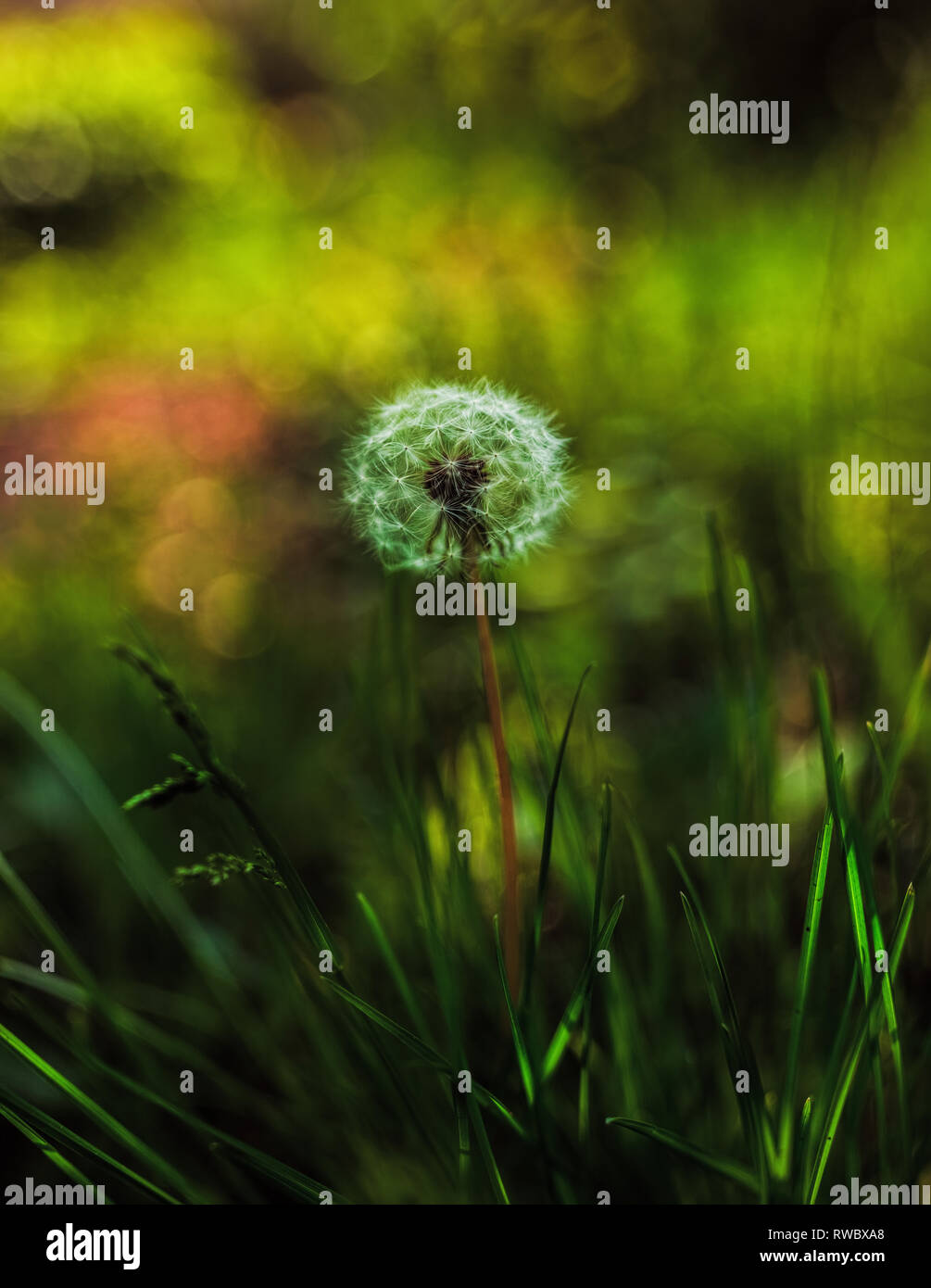 Wunderschöne einsame Löwenzahn mit blowball auf grünem Hintergrund. Sommer Natur in Dnipropetrowsk, Ukraine. Eine flauschige blowball auf Gras vegetarisches Stockfoto