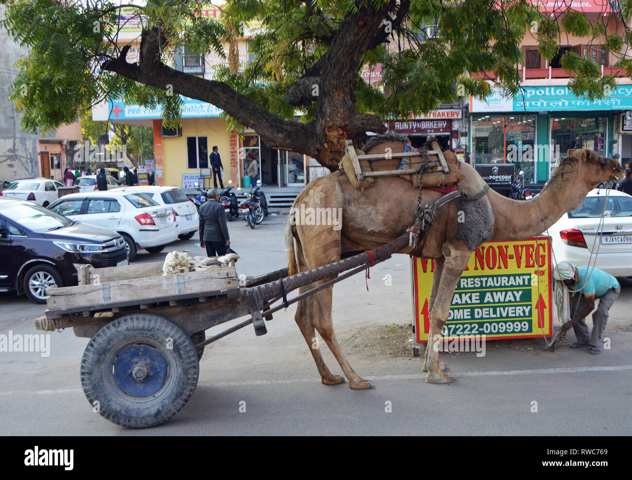 Jaipur, Indien. 02 Feb, 2019. Ein Kamel wartet auf seinen Besitzer in Jaipur im Norden Indiens im Bundesstaat Rajasthan, auf 02.02.2019 | Verwendung der weltweiten Kredit aufgezeichnet: dpa/Alamy leben Nachrichten Stockfoto