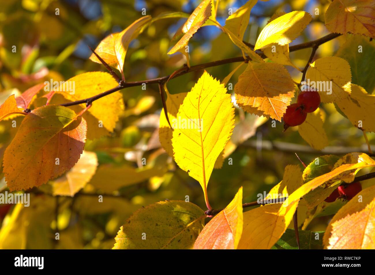 Crataegus Crus Galli Fotos Und Bildmaterial In Hoher Auflosung Alamy