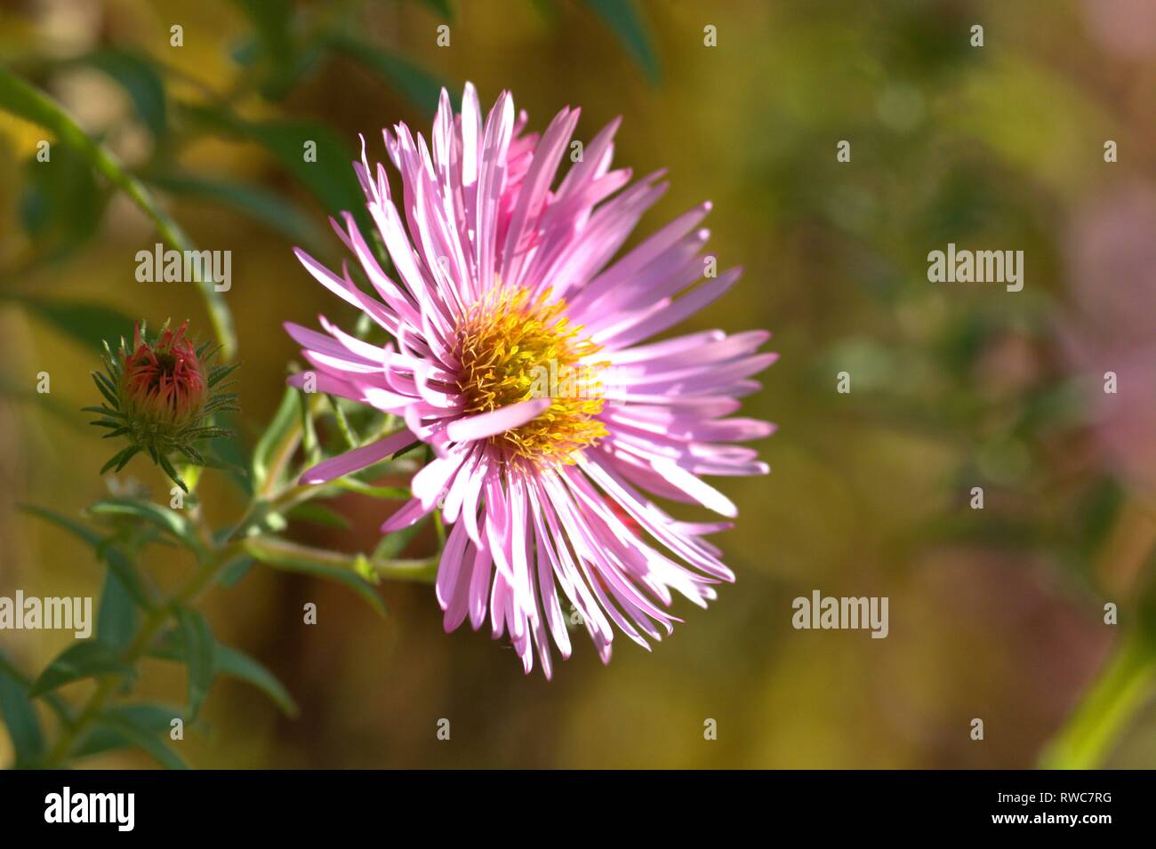 Die Entlüftung der eine Aster in einem Bett im Schleswig Furstengarten von Schloss Gottorf. Bestellung: Achteraus - wie (Asterales), Familie: Korbblutler (Asteraceae) Unterfamilie: Asteroideae, Tribus: Astereae, Gattung: Astern | Verwendung weltweit Stockfoto