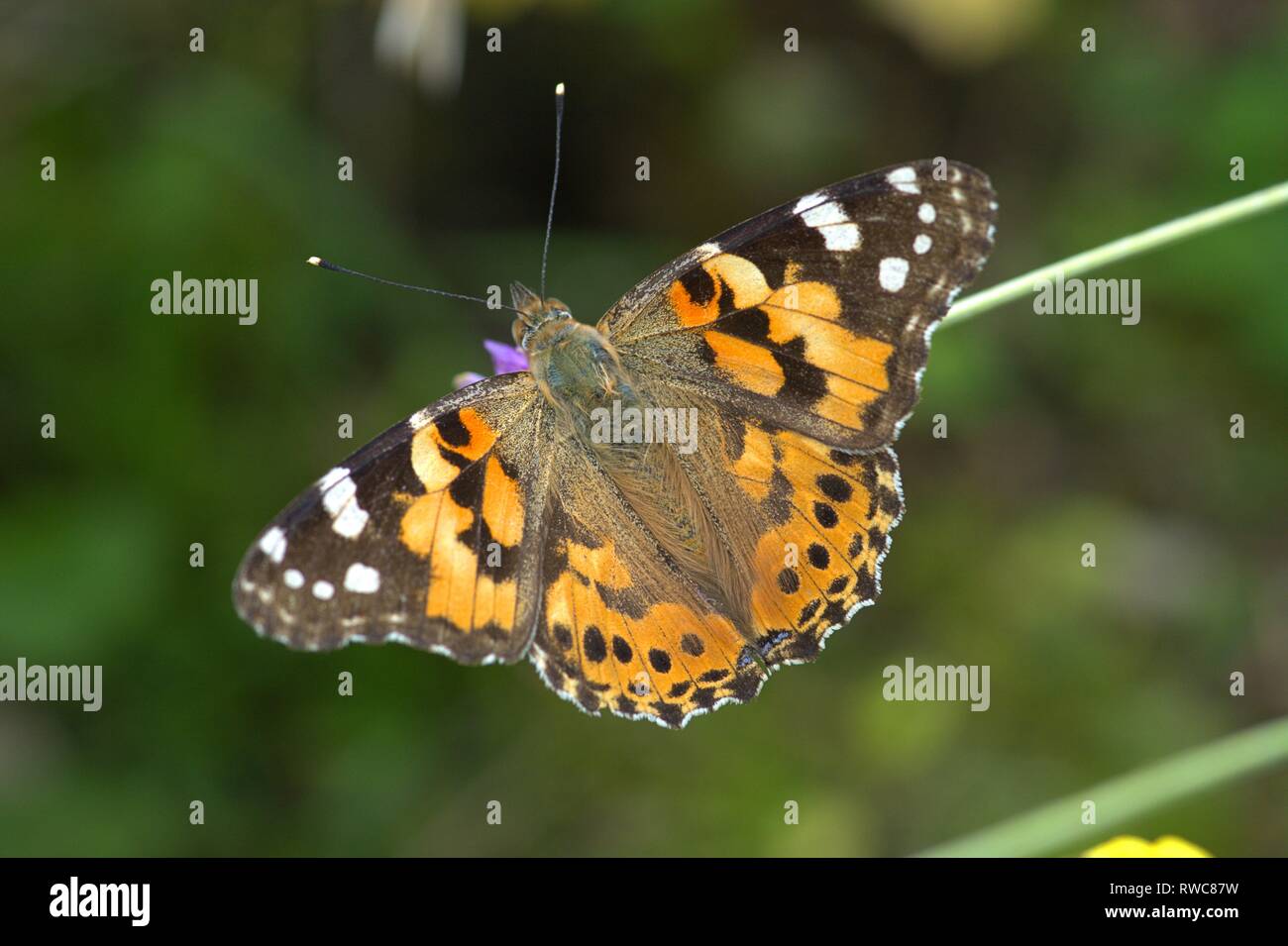 Schleswig, Deutschland. 16 Aug, 2018. Ein Distelfalter (Vanessa cardui, Syn.: Cynthia cardui) ist ein Schmetterling aus der Familie der auf einer Blume in ein Blumenbeet in der Furstengarten in Schleswig. Klasse: Insekten (Insecta) Ordnung: Schmetterlinge (Lepidoptera) Uberfamilie: PAPILIONOIDEA Familie: NYMPHALIDAE, Gattung: Vanessa, Art: Painted Lady | Verwendung der weltweiten Kredit: dpa/Alamy leben Nachrichten Stockfoto