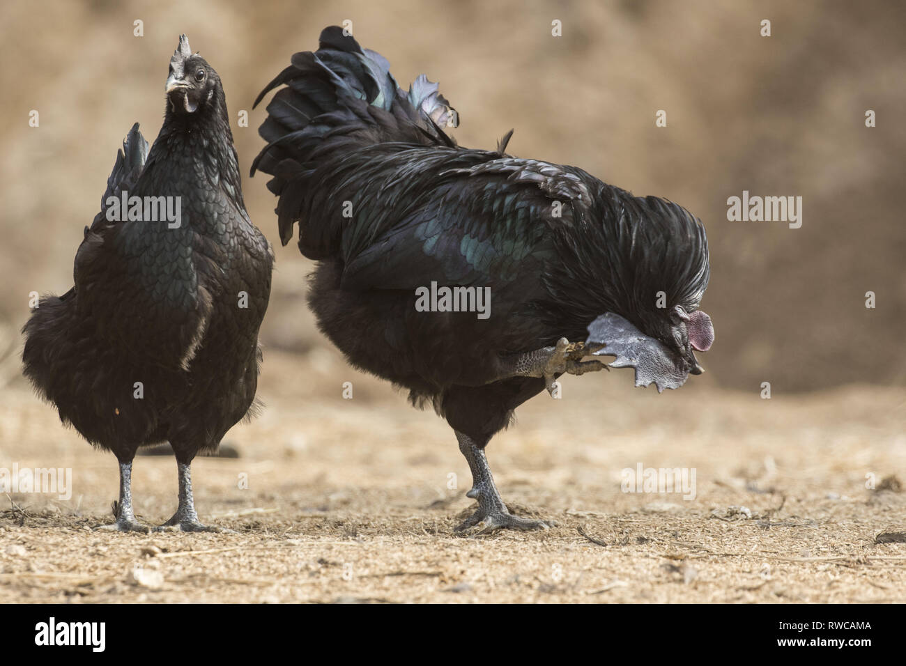 Mungyeong, Deutschland, Südkorea. 4 Mär, 2019. März 6, 2019 - Mungyeong, South Korea-Korea Ogol Huhn (Gallus gallus domesticus Brisson) am wilden Berg in Mungyeong, Südkorea. Gallus gallus domesticus Brisson ist eine Rasse von Hähnchen für die atypisch flauschige Gefieder, die gesagt wird, um zu fühlen, wie Seide und Satin benannt. Die Rasse hat einige andere ungewöhnliche Eigenschaften, wie schwarze Haut und Knochen, blau Ohrläppchen, und fünf Zehen an jedem Fuß, während die meisten Hühner nur vier haben. Sie sind oft in Geflügel zeigt ausgestellt, und in verschiedenen Farben angezeigt. Neben Ihrer ausgeprägten körperlichen Ch Stockfoto