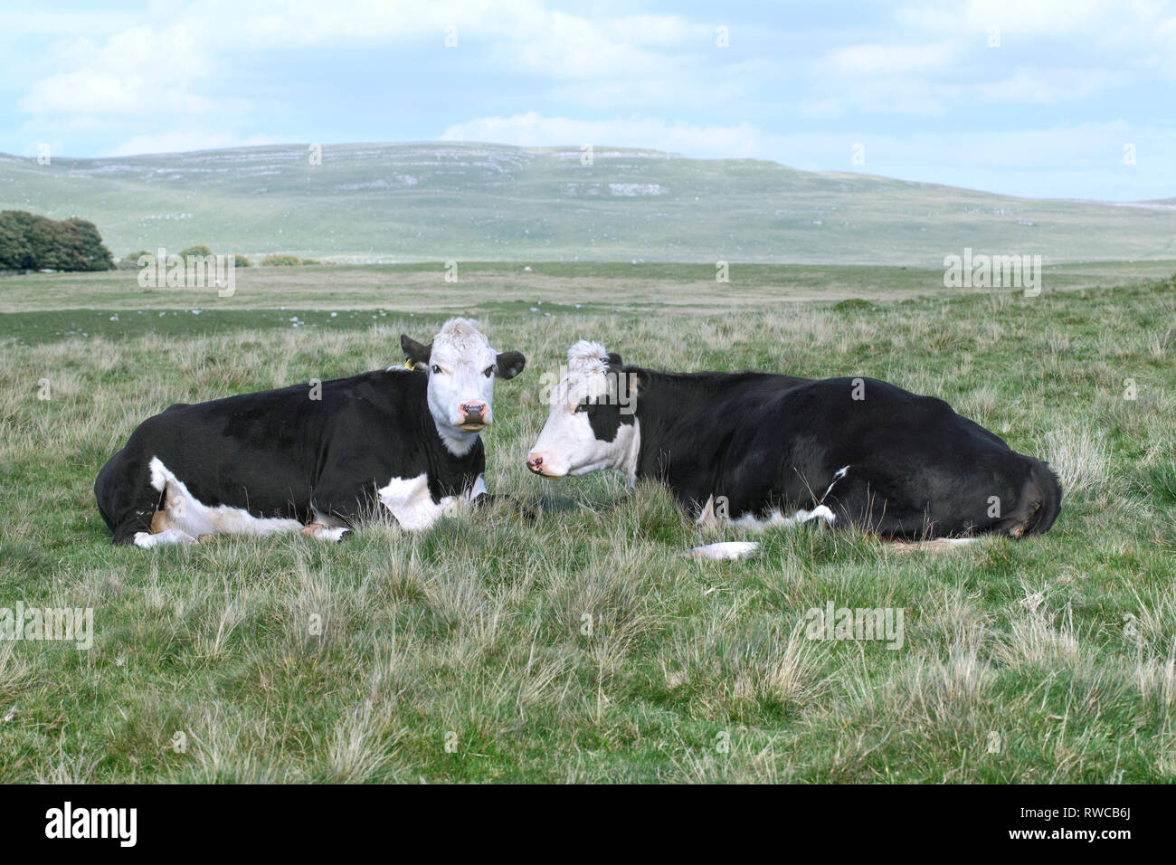 Kühe auf der Heide in der Nähe von Malham Tarn in den Yorkshire Dales. Große Nähe Narbe im Hintergrund. Stockfoto