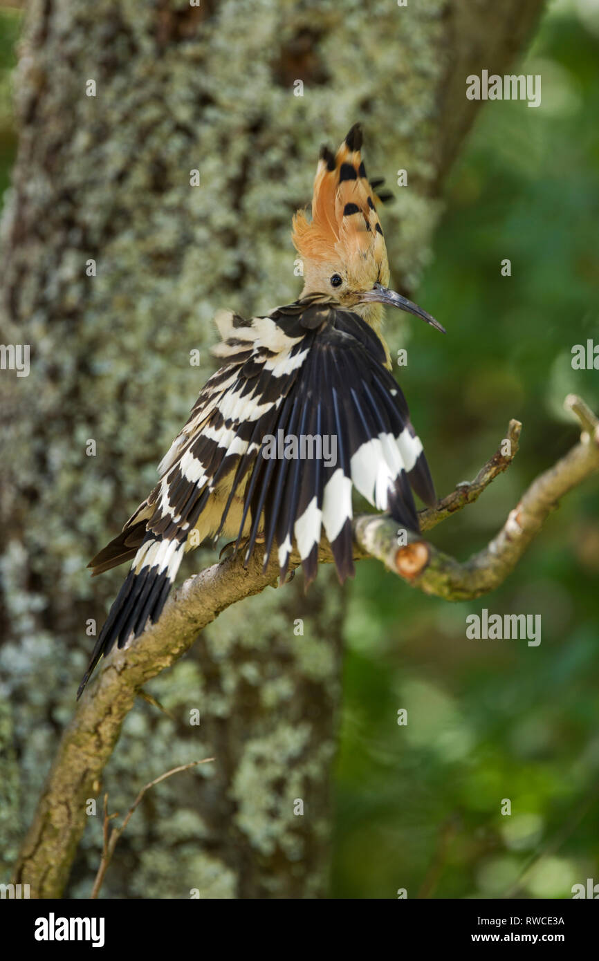 Wiedehopf, Upupa epops Lateinischer Name, thront auf einem Zweig mit Crest angehoben und Flügel öffnen sich beim Putzen Stockfoto