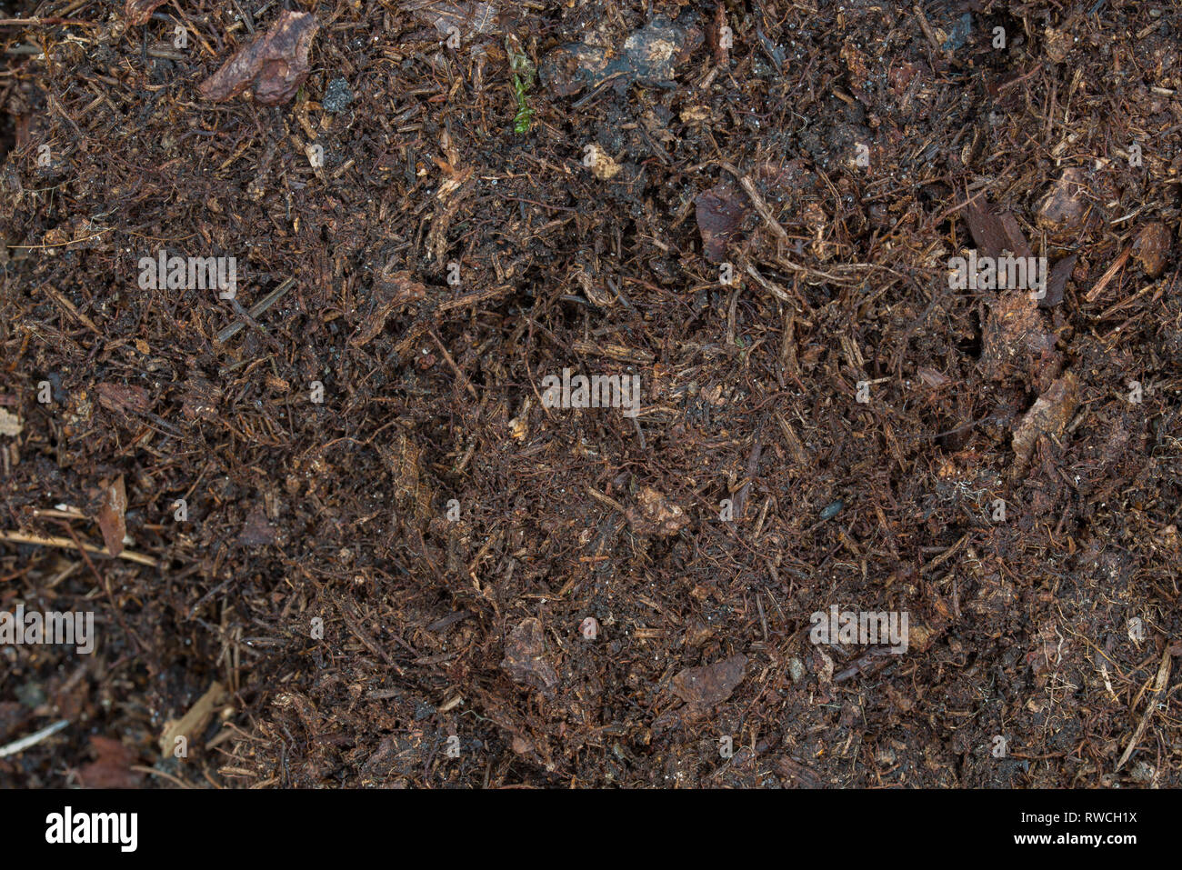 Dunkelbraun Humus im Waldboden Hintergrund Stockfoto