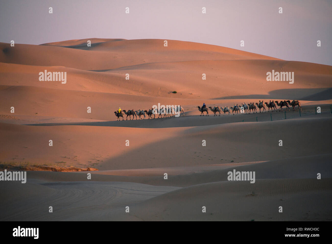 Zwei Linien der Kamele über die Sanddünen der Wüste Gobi in der Inneren Mongolei, China, auf dem Weg zurück von einem touristischen Ort. Stockfoto