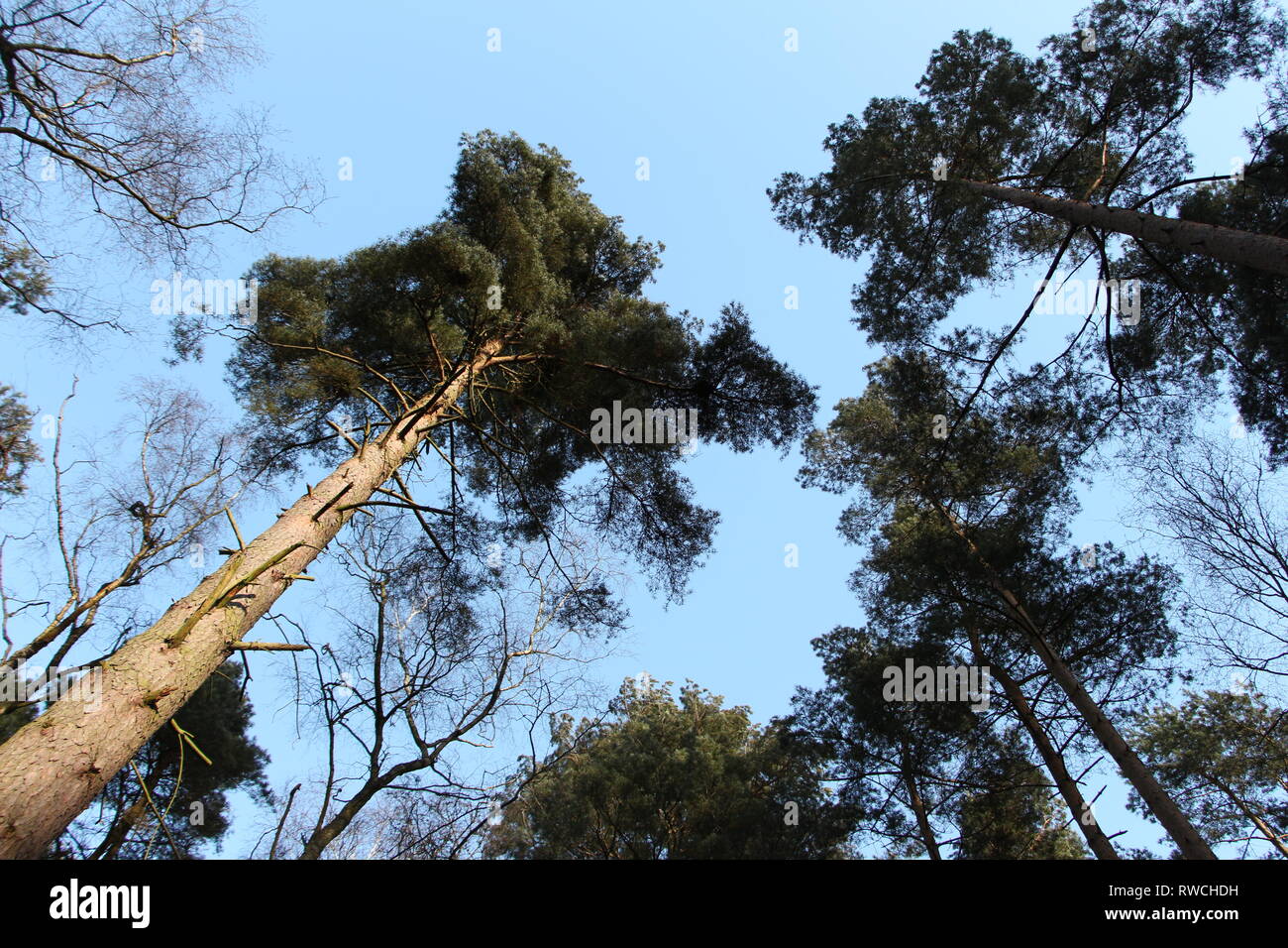 Bäume in Sandringham Wald Stockfoto