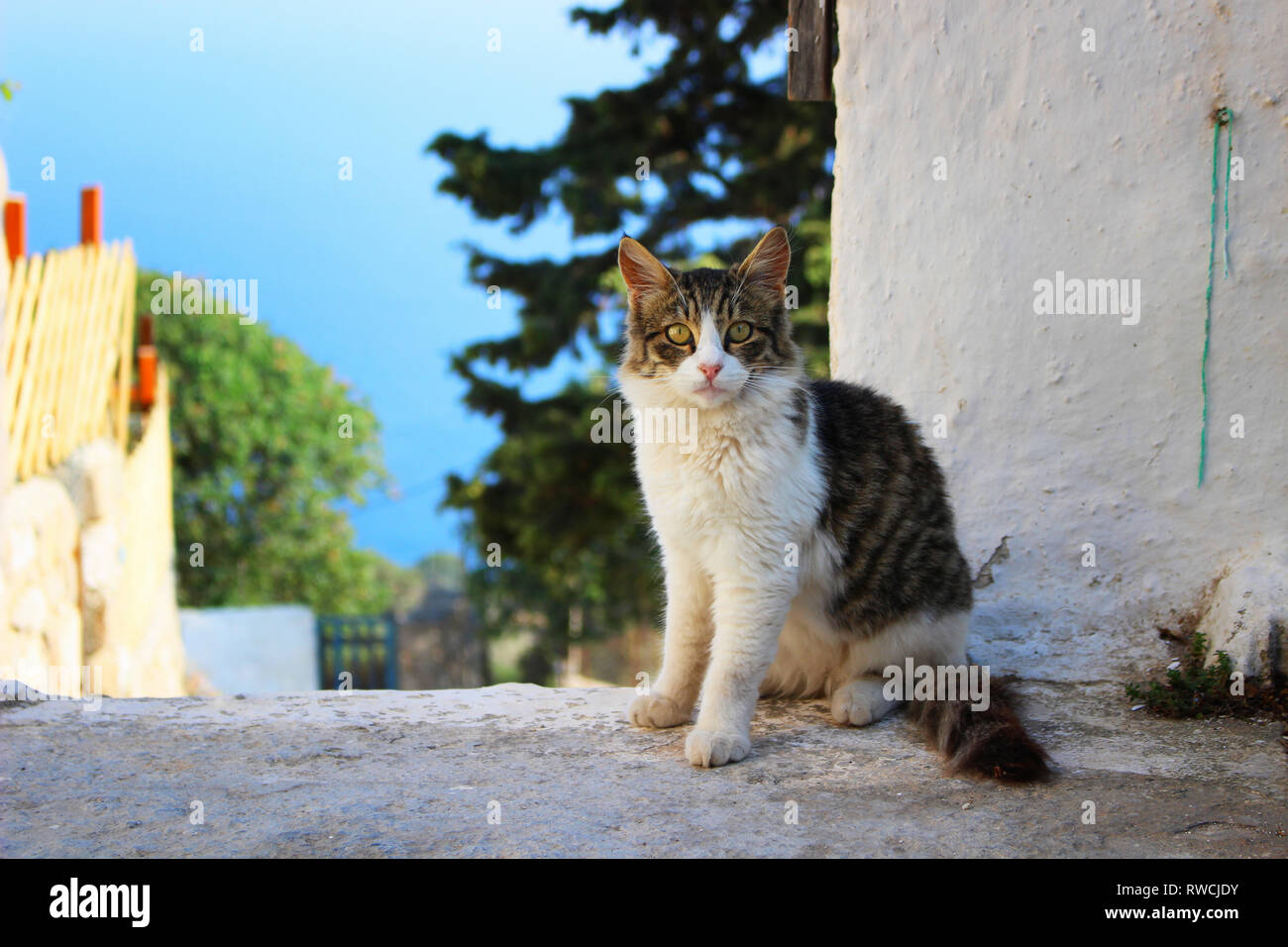 Eine Tabby-katze ist auf den Straßen von Griechenland Stockfoto