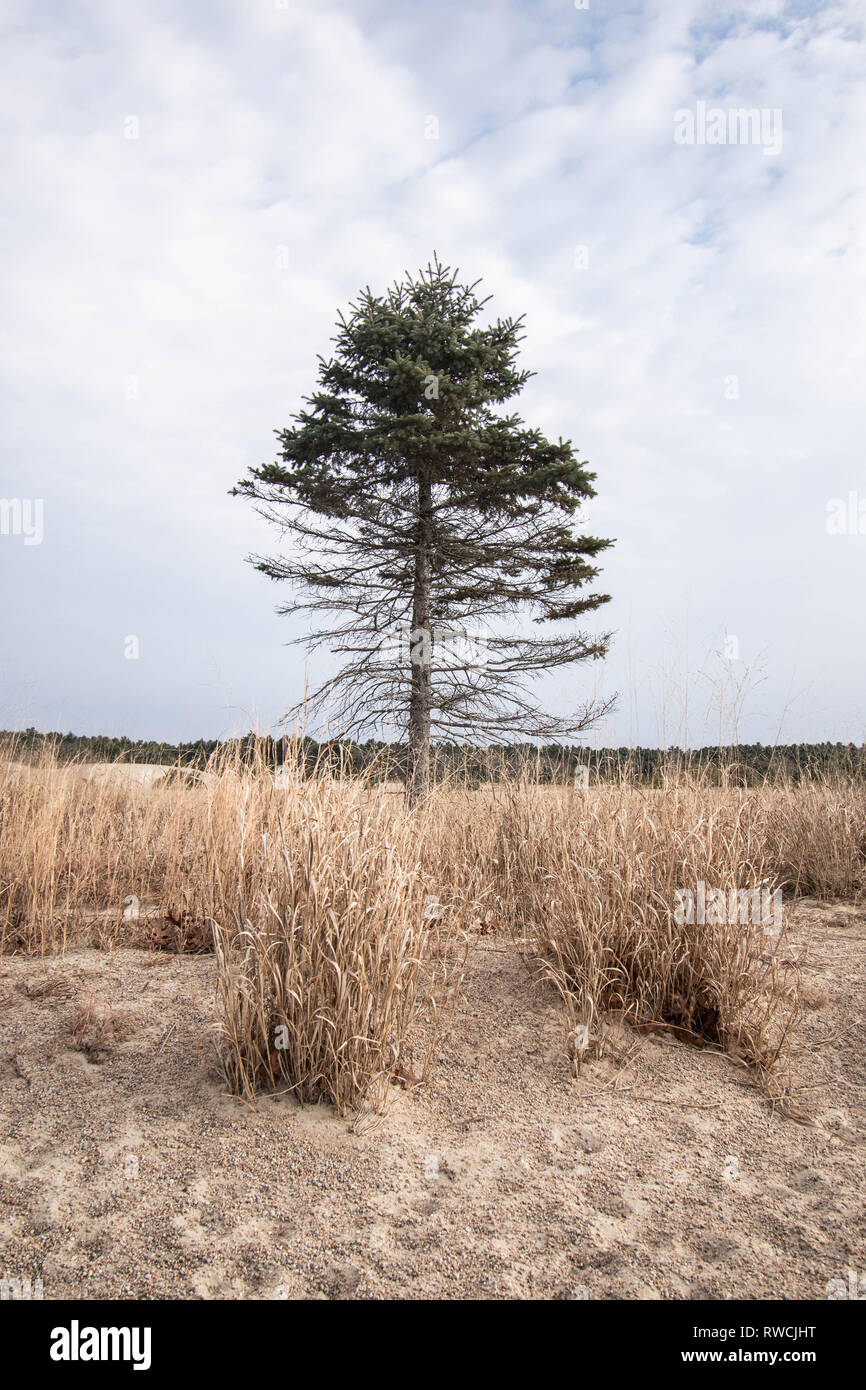 Einen sterbenden Baum in den Dünen. Stockfoto
