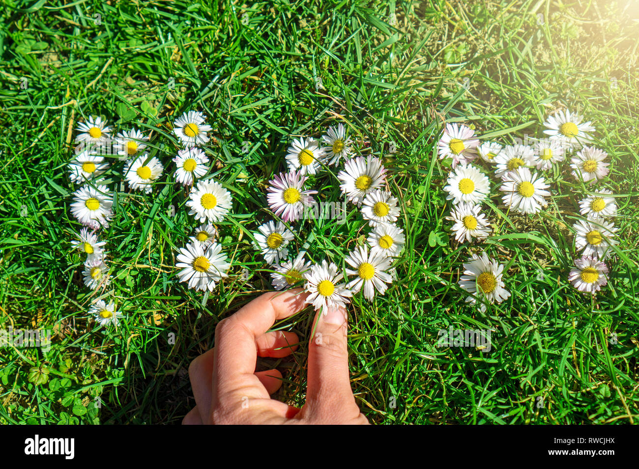 Platzierung der letzten weißen gemeinsame Gänseblümchen Bellis perennis als Tag Überraschung's Mutter Mutter Wort im Gras Stockfoto