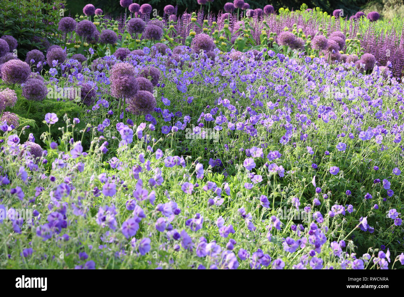 Große Gruppe von Allium Gladiator bepflanzt mit Geranium Rozanne, um ein Spritzen des lila-violette Farbe mit ihren runden aufrecht und großen Blüten. Stockfoto