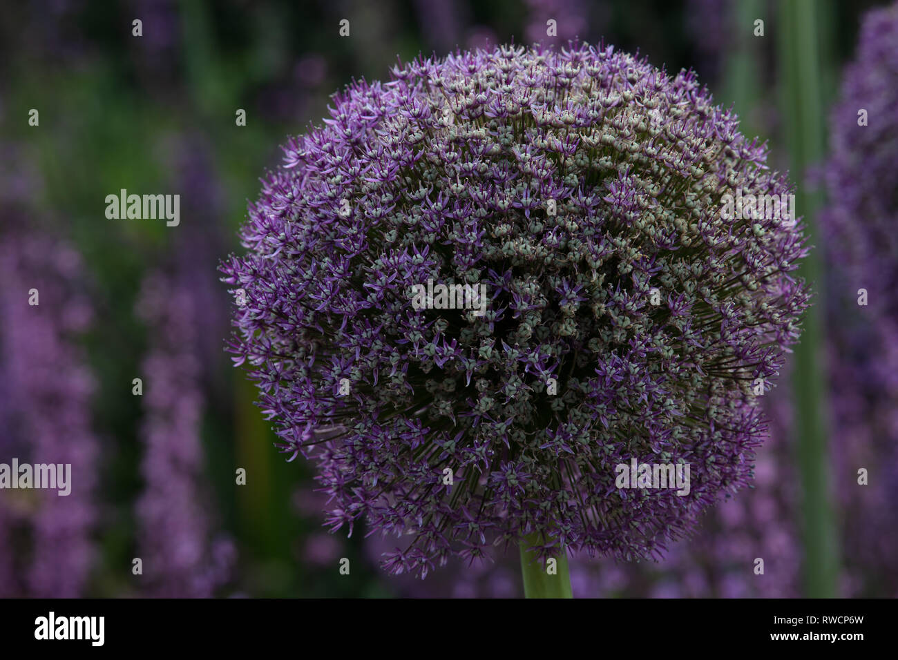 Allium gladiator blumen schließen sich Fotos und Bildmaterial in