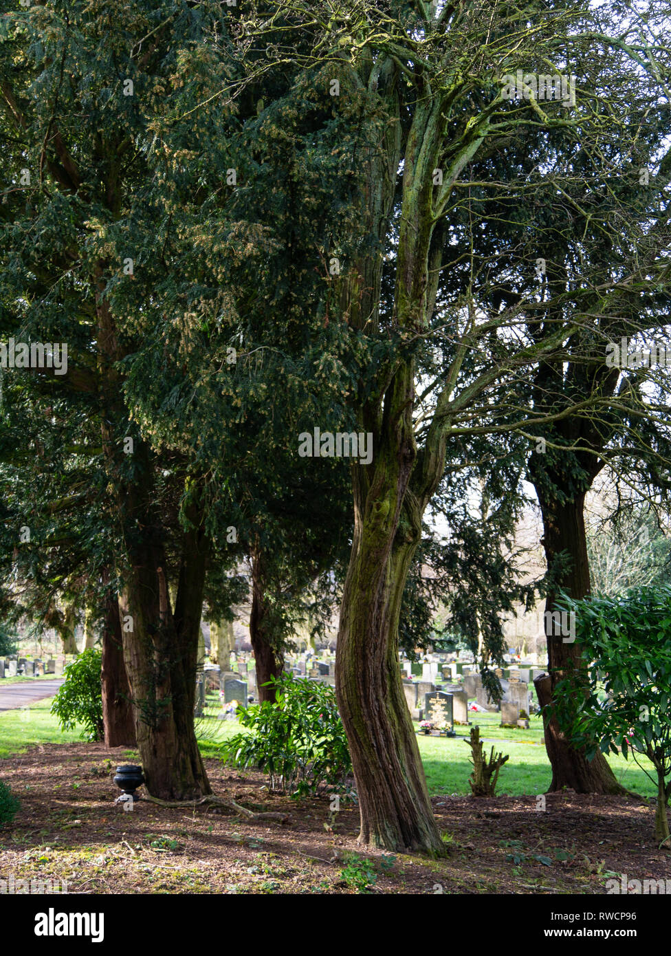 Eibe auf einem friedhof -Fotos und -Bildmaterial in hoher Auflsung  Alamy