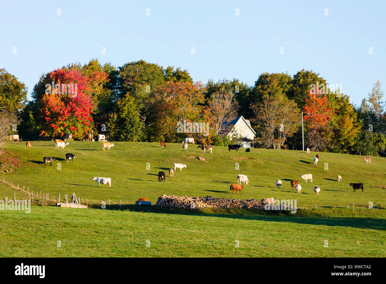 Rinder grasen, Bonshaw, Prince Edward Island, Kanada Stockfoto