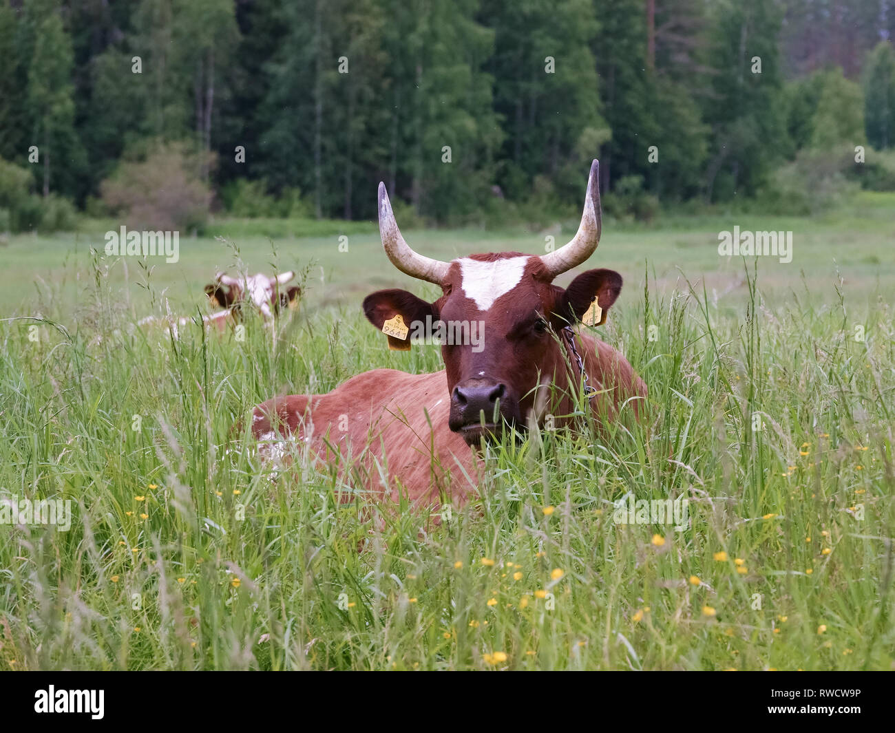 Kuh im Sommer Stockfoto