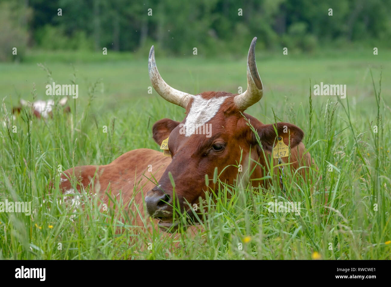 Kuh im Sommer Stockfoto