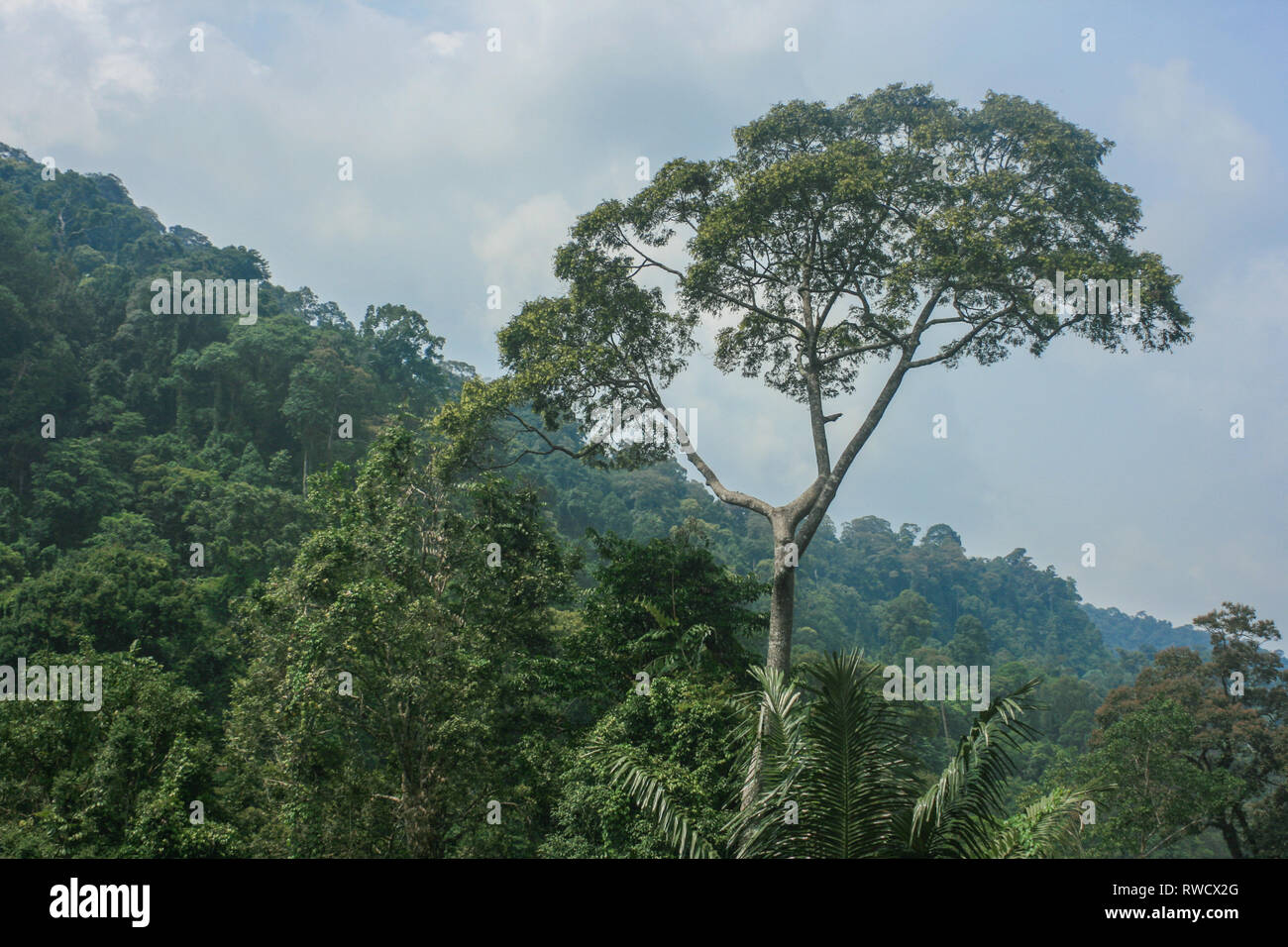 Gunung Raya, Langkawi, Malaysia Stockfoto