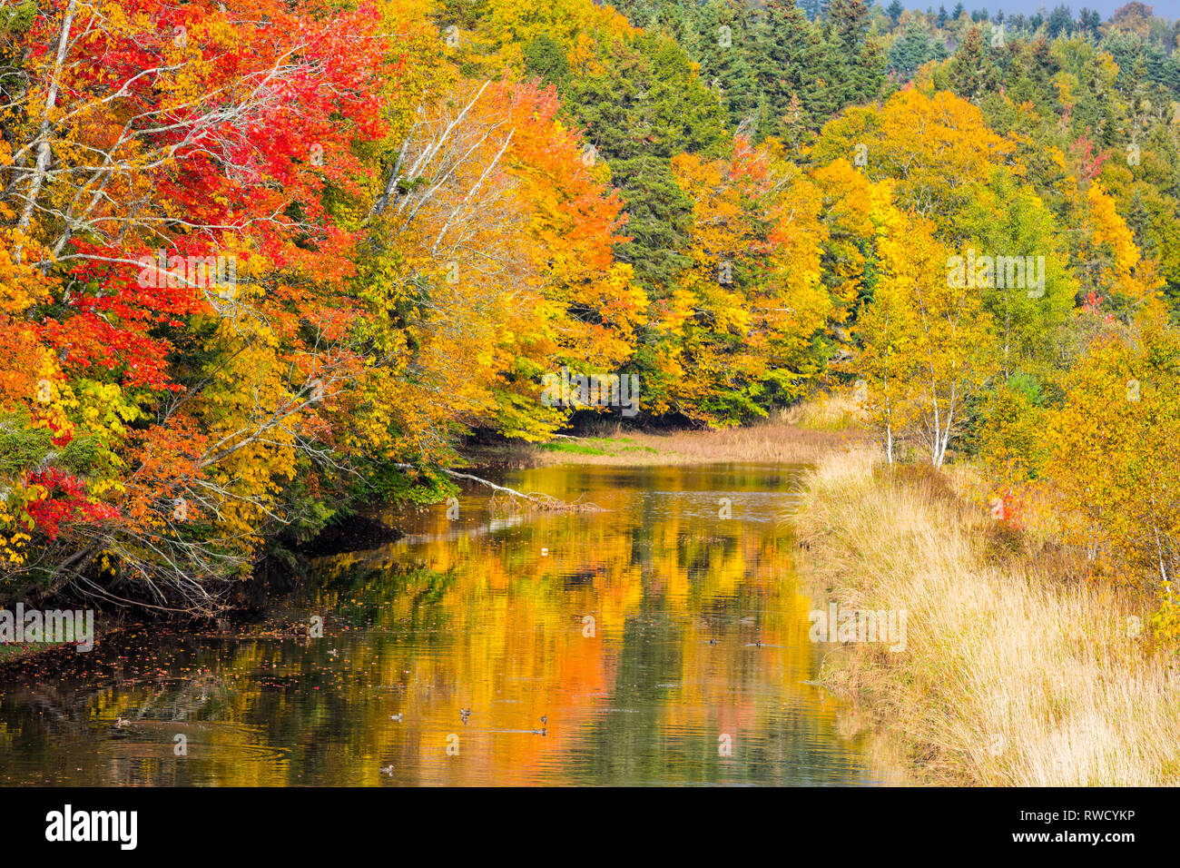 Falllaub, Bonshaw Fluss, Prince Edward Island, Kanada Stockfoto