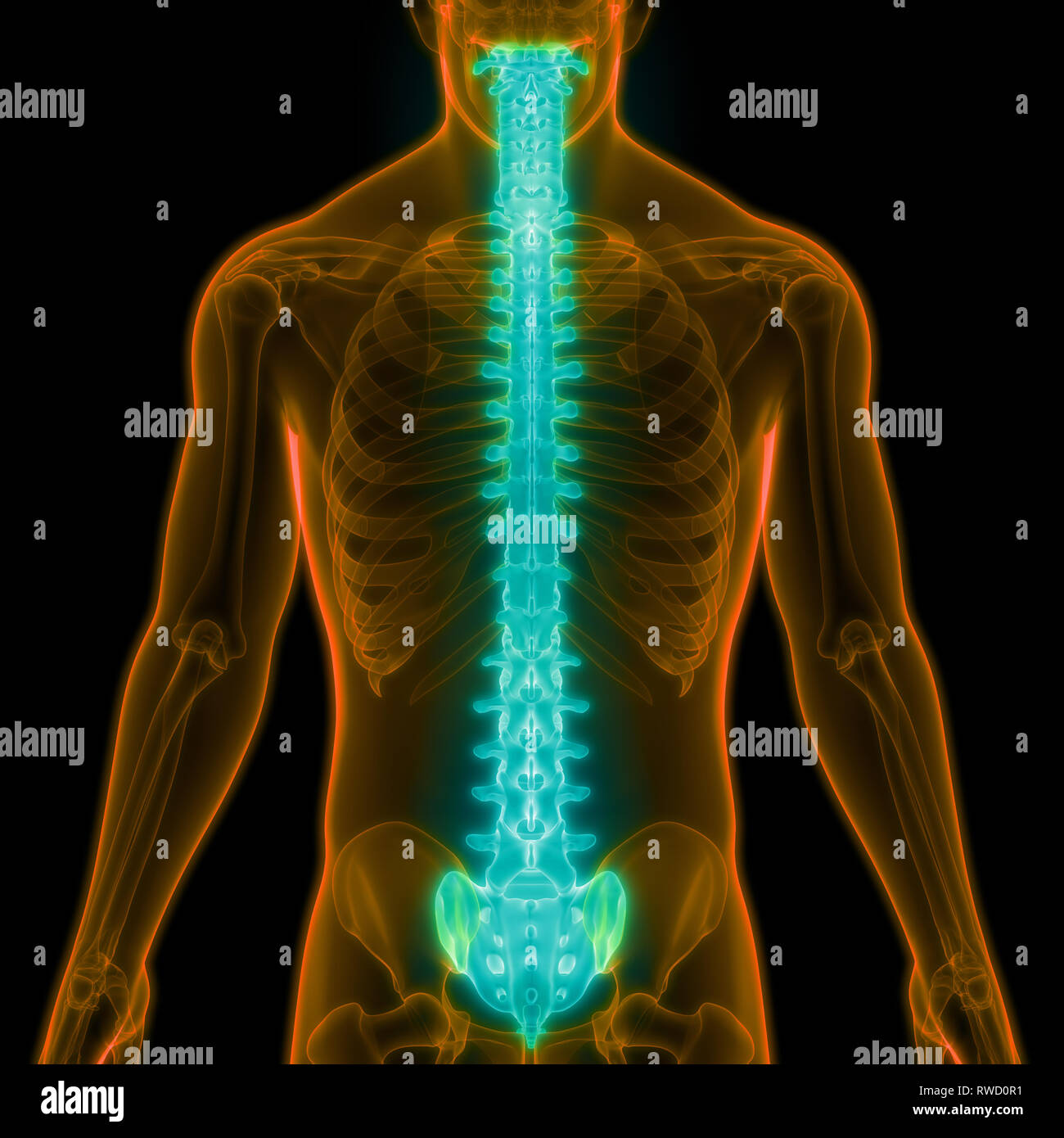 Menschliches Skelett System Wirbelsäule Anatomie Stockfotografie - Alamy