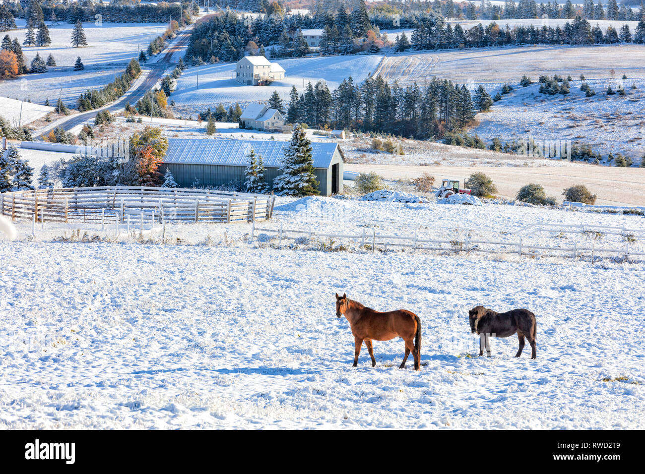 Pferde, Emyvale, Prince Edward Island, Kanada Stockfoto
