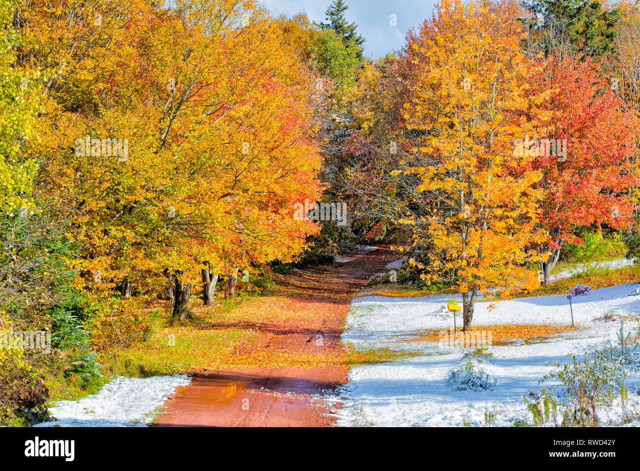 Falllaub, Stanchel, Prince Edward Island, Kanada Stockfoto