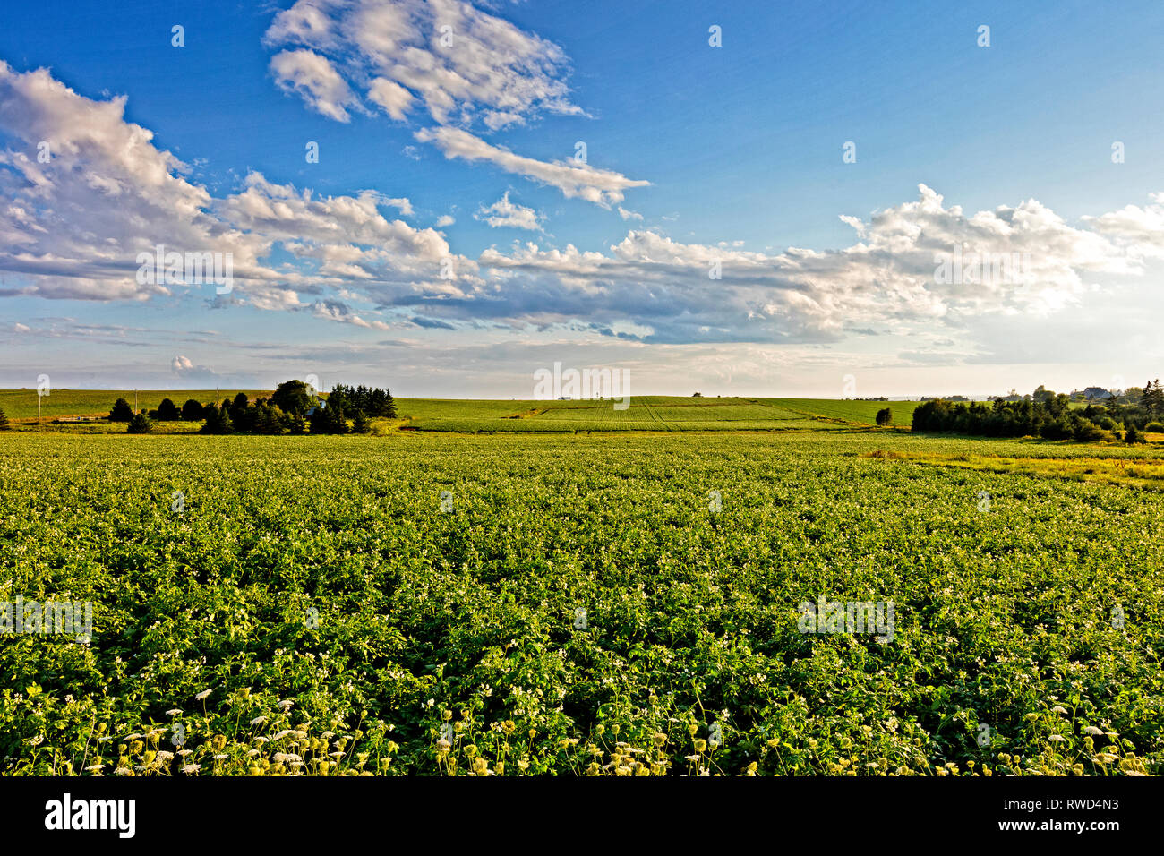 Kartoffel Feld in der Blüte, Hampton, Prince Edward Island, Kanada Stockfoto