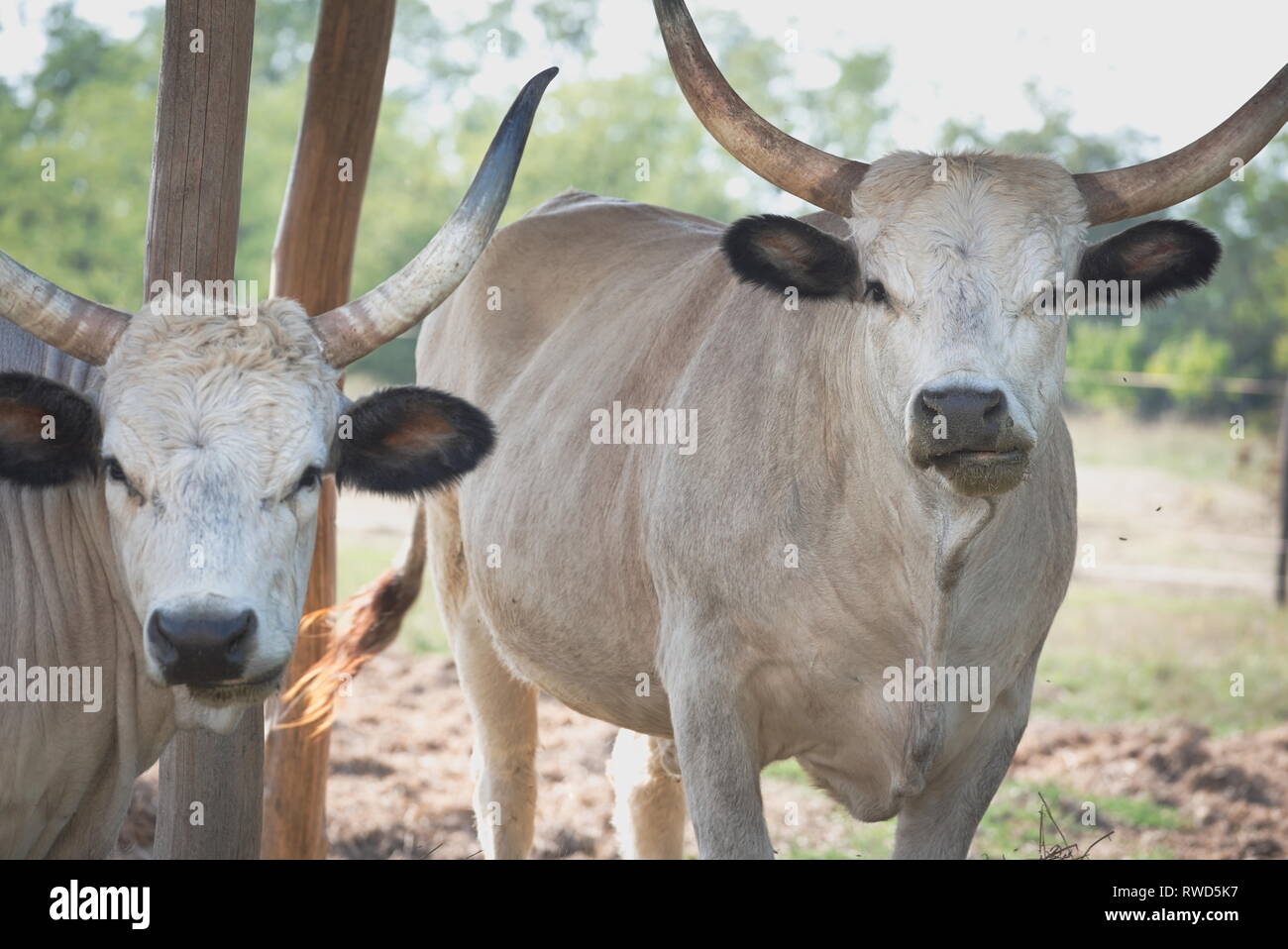 Zwei ungarischen grauen Rinder im Schatten Stockfoto